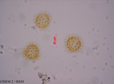 ISEM 2/Stevia_obovata_29156/Stevia_obovata_29156_0001(copy)_thumb.jpg